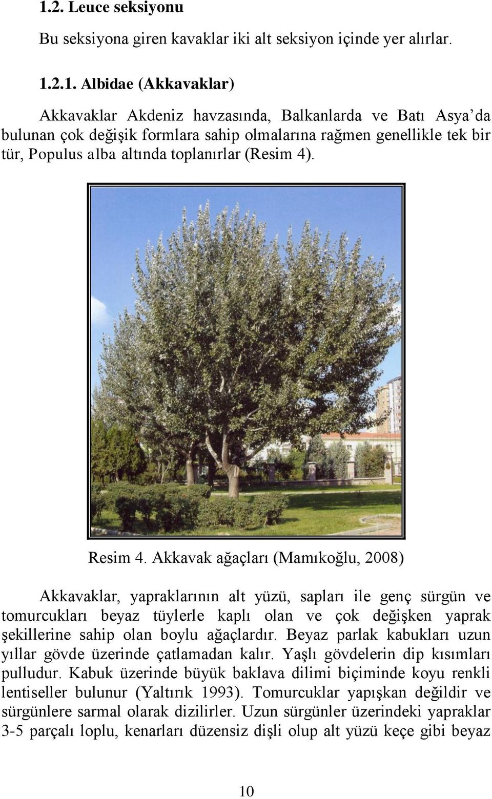 Akkavak ağaçları (Mamıkoğlu, 2008) Akkavaklar, yapraklarının alt yüzü, sapları ile genç sürgün ve tomurcukları beyaz tüylerle kaplı olan ve çok değiģken yaprak Ģekillerine sahip olan boylu ağaçlardır.