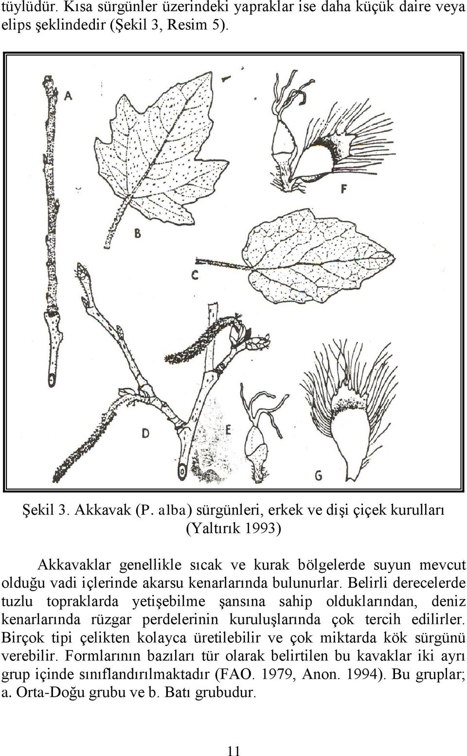 Belirli derecelerde tuzlu topraklarda yetiģebilme Ģansına sahip olduklarından, deniz kenarlarında rüzgar perdelerinin kuruluģlarında çok tercih edilirler.