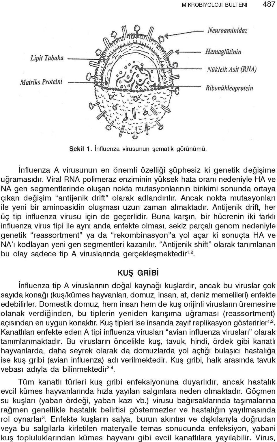 Ancak nokta mutasyonları ile yeni bir aminoasidin oluşması uzun zaman almaktadır. Antijenik drift, her üç tip influenza virusu için de geçerlidir.