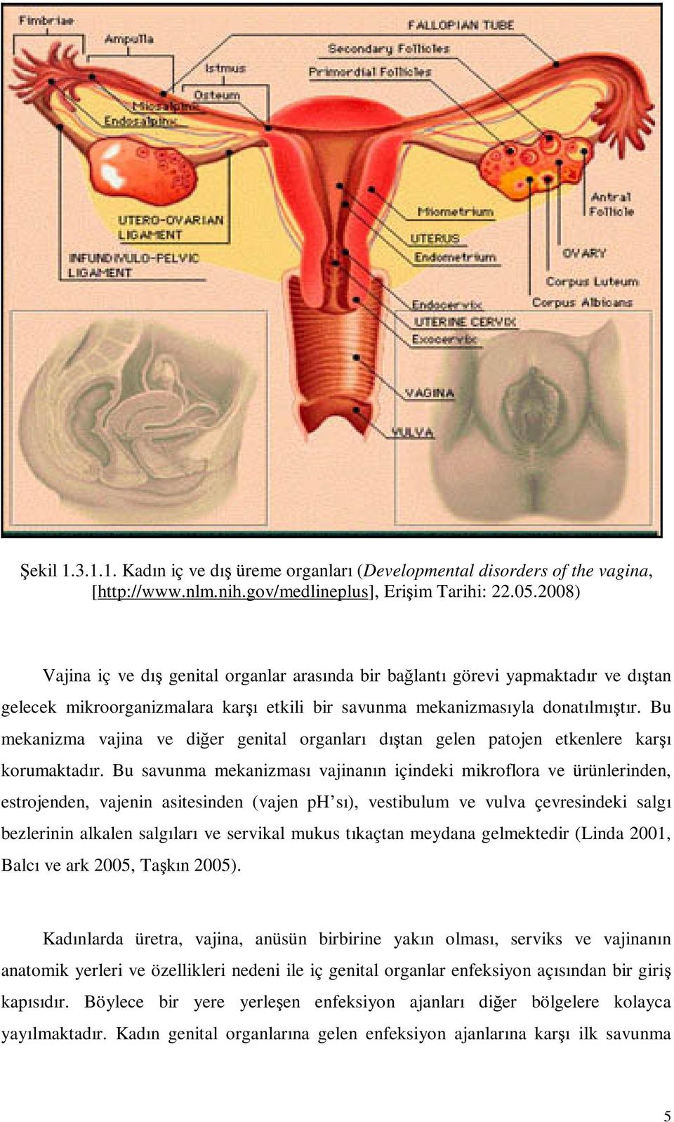 Bu mekanizma vajina ve diğer genital organları dıştan gelen patojen etkenlere karşı korumaktadır.