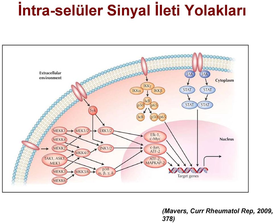 Yolakları (Mavers,