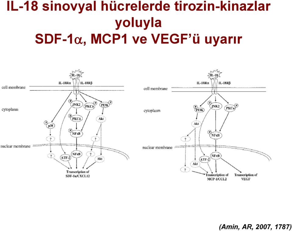 SDF-1, MCP1 ve VEGF ü