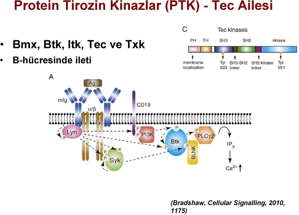 Txk B-hücresinde ileti