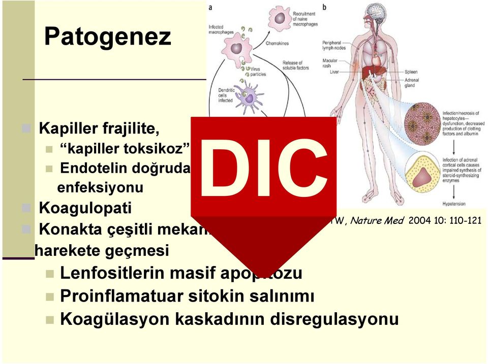 Konakta çeşitli mekanizmaların harekete geçmesi Lenfositlerin masif