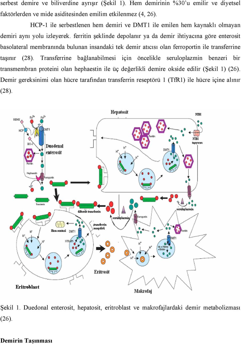 ferritin şeklinde depolanır ya da demir ihtiyacına göre enterosit basolateral membranında bulunan insandaki tek demir atıcısı olan ferroportin ile transferrine taşınır (28).