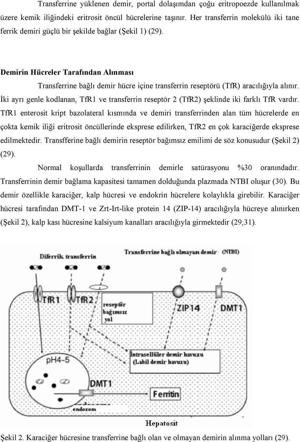 Demirin Hücreler Tarafından Alınması Transferrine bağlı demir hücre içine transferrin reseptörü (TfR) aracılığıyla alınır.