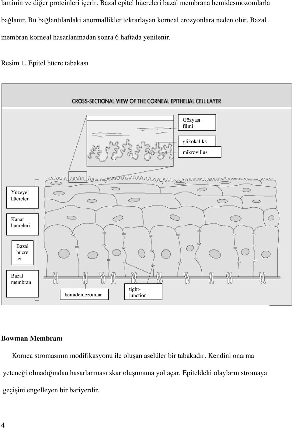 Epitel hücre tabakası Gözyaşı filmi glikokaliks mikrovillus Yüzeyel hücreler Kanat hücreleri Bazal hücre ler Bazal membran hemidemezomlar tightjunction
