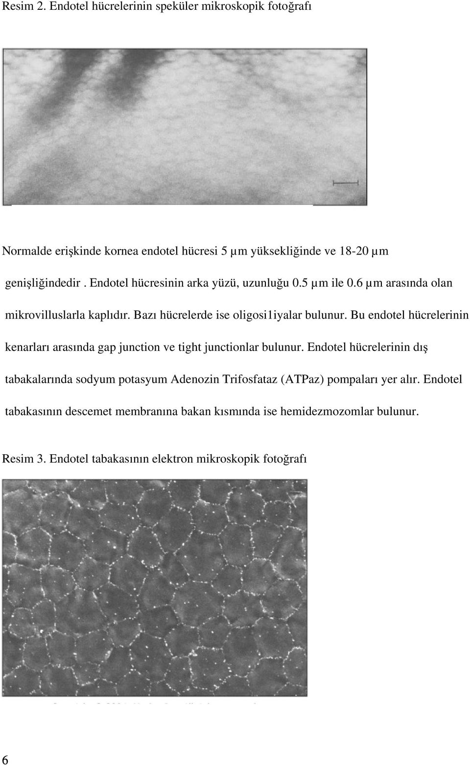 Bu endotel hücrelerinin kenarları arasında gap junction ve tight junctionlar bulunur.