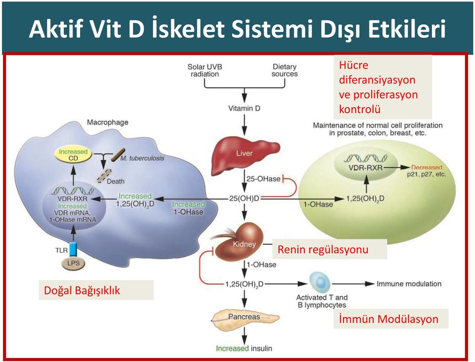 proliferasyon kontrolü Renin