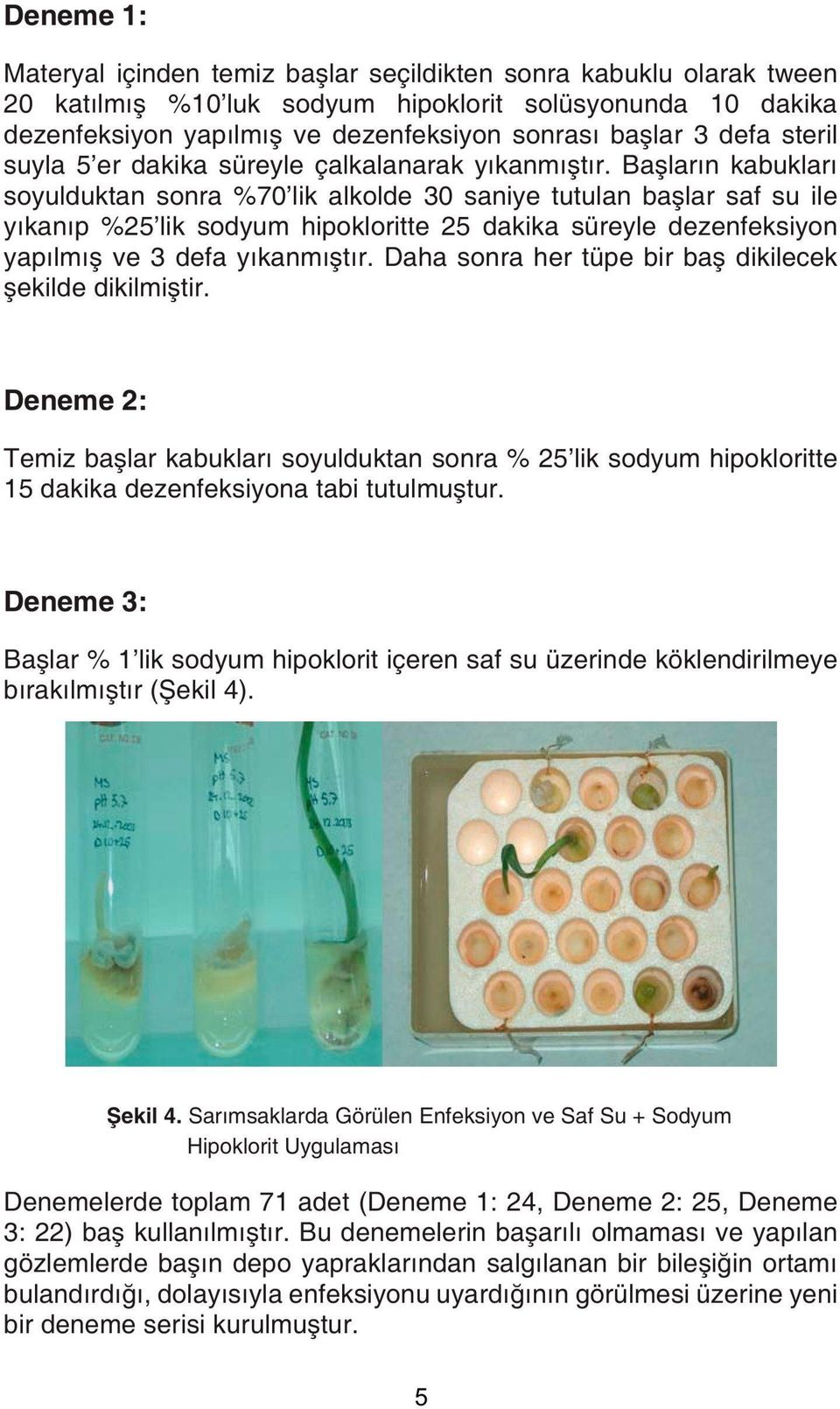 Başların kabukları soyulduktan sonra %70'lik alkolde 30 saniye tutulan başlar saf su ile yıkanıp %25'lik sodyum hipokloritte 25 dakika süreyle dezenfeksiyon yapılmış ve 3 defa yıkanmıştır.