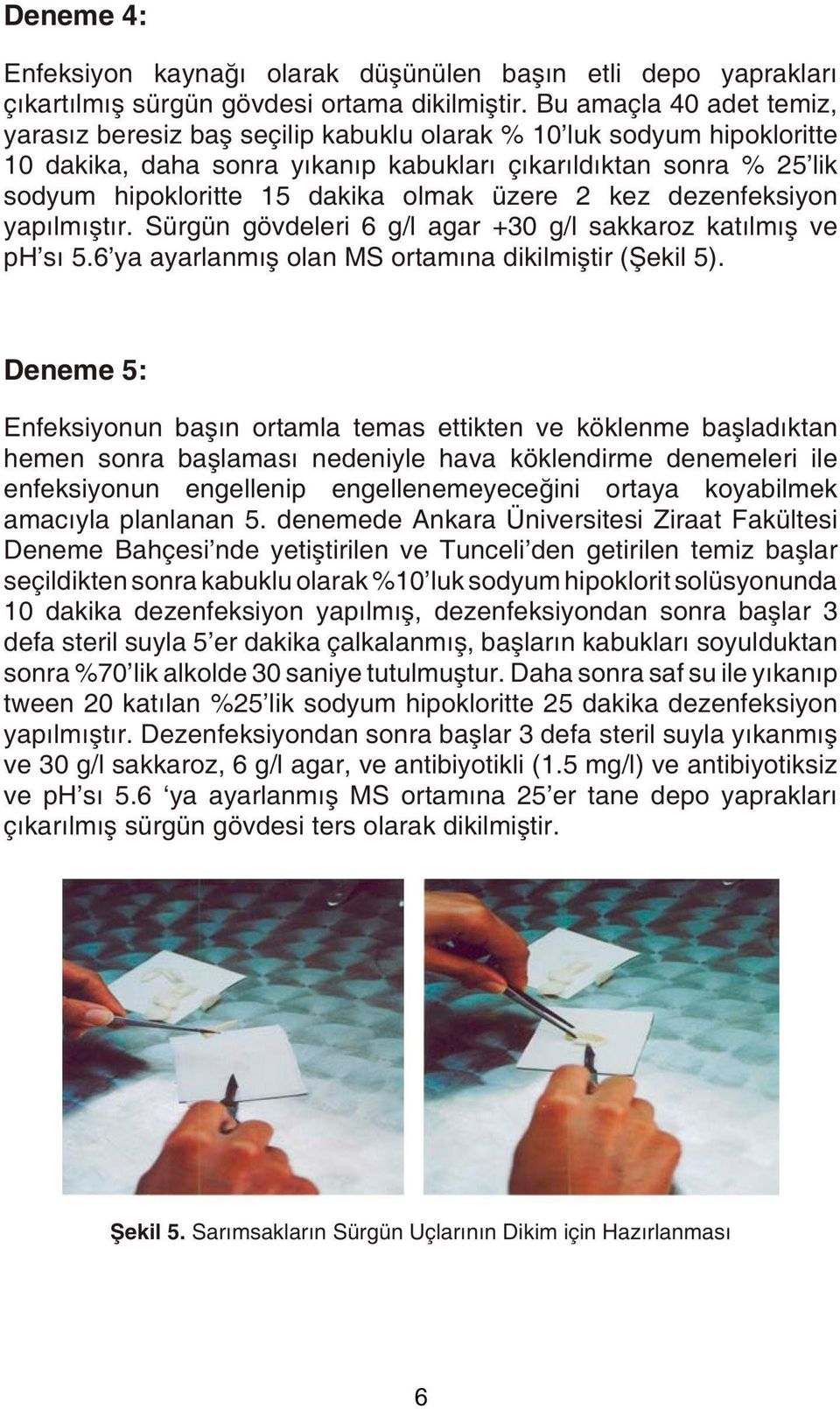 olmak üzere 2 kez dezenfeksiyon yapılmıştır. Sürgün gövdeleri 6 g/l agar +30 g/l sakkaroz katılmış ve ph'sı 5.6'ya ayarlanmış olan MS ortamına dikilmiştir (Şekil 5).