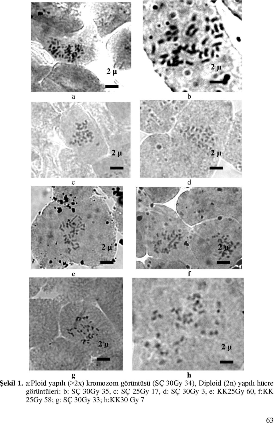(2n) yapılı hücre görüntüleri: b: SÇ 30Gy 35, c: SÇ 25Gy 17,