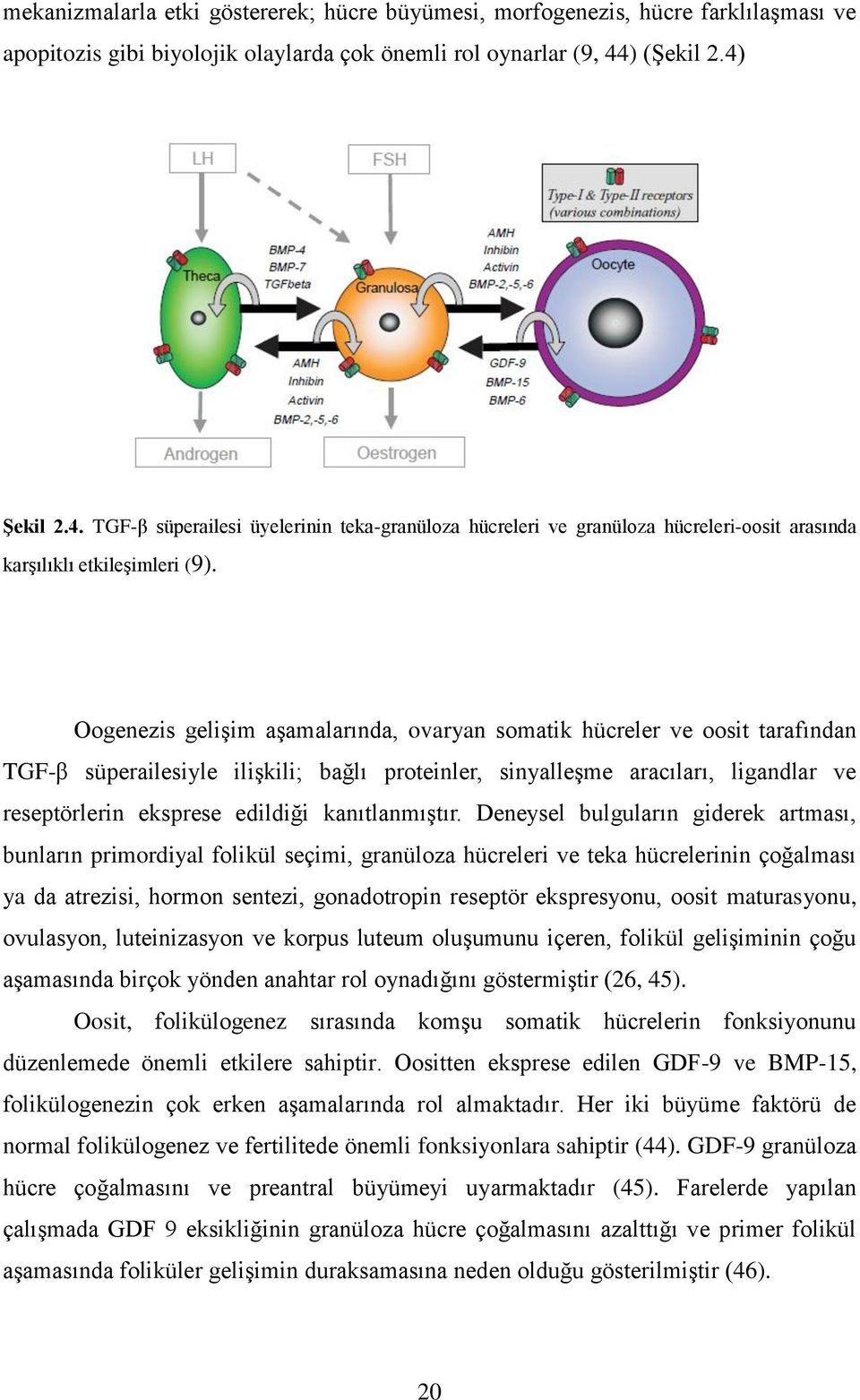 Oogenezis gelişim aşamalarında, ovaryan somatik hücreler ve oosit tarafından TGF-β süperailesiyle ilişkili; bağlı proteinler, sinyalleşme aracıları, ligandlar ve reseptörlerin eksprese edildiği