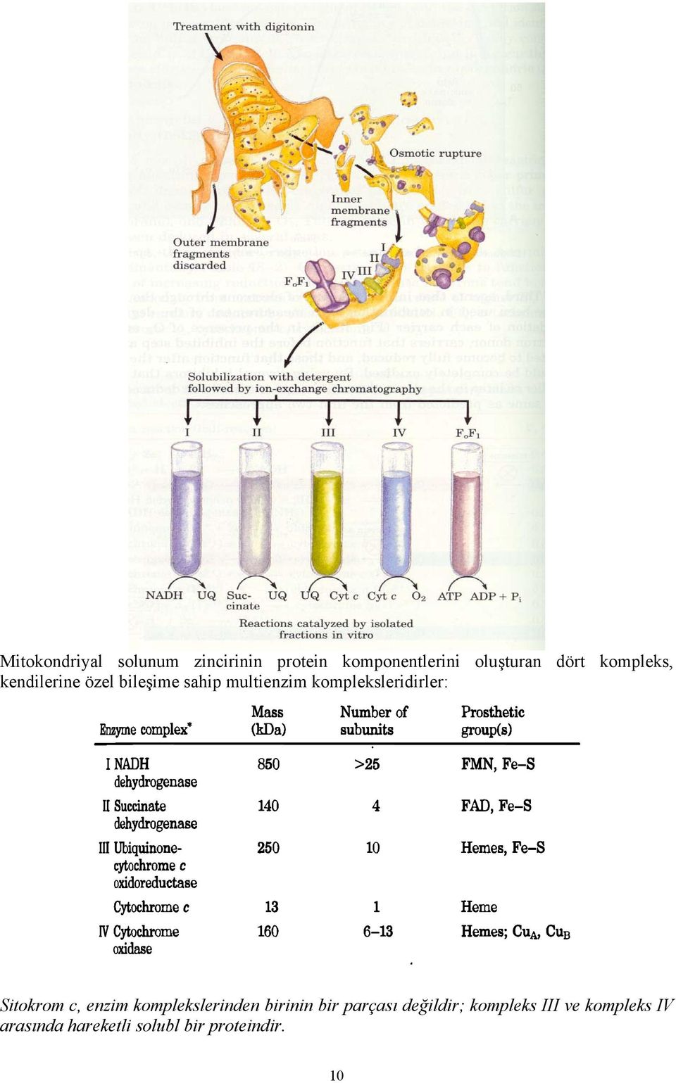 kompleksleridirler: Sitokrom c, enzim komplekslerinden birinin bir
