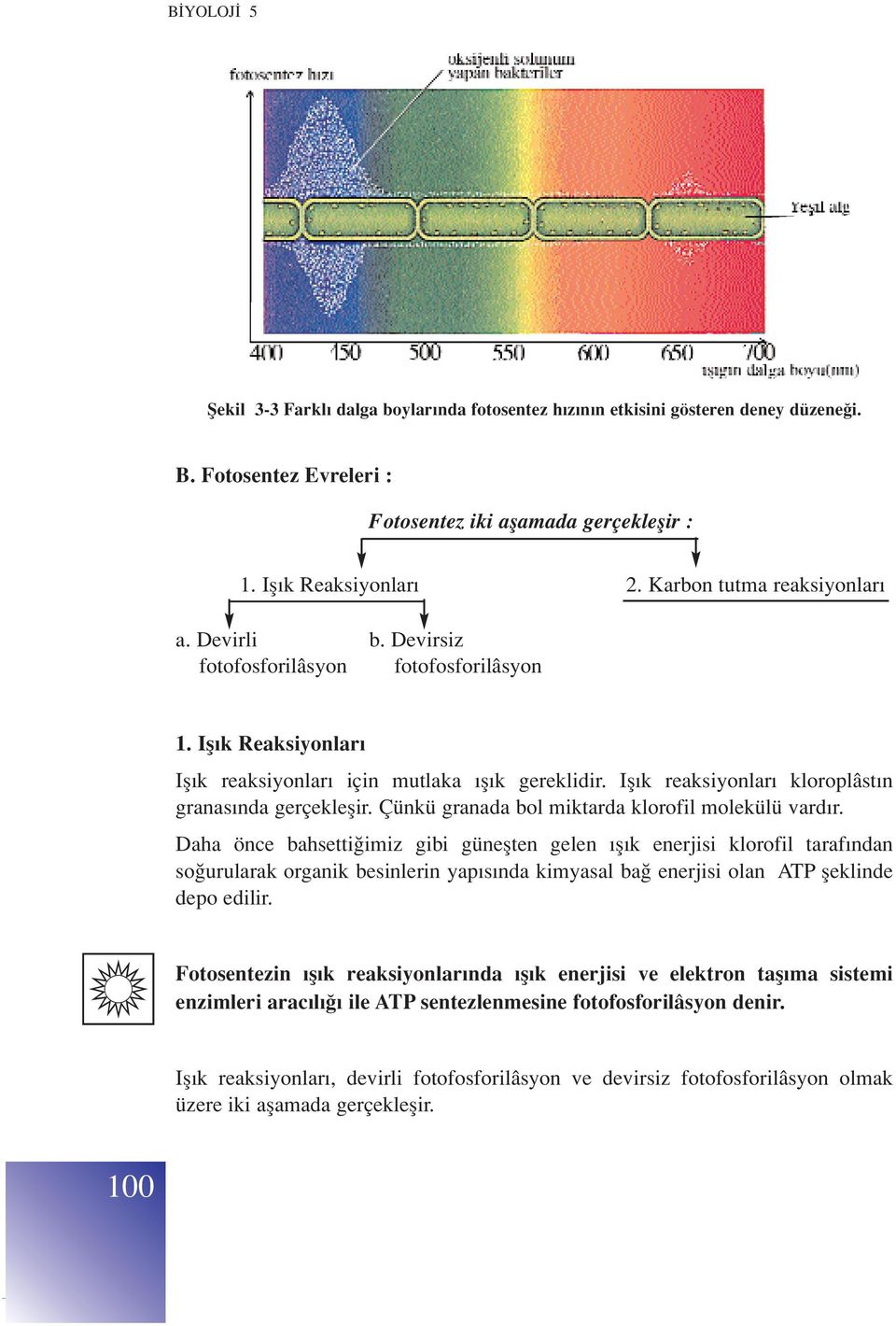 Ifl k reaksiyonlar kloroplâst n granas nda gerçekleflir. Çünkü granada bol miktarda klorofil molekülü vard r.