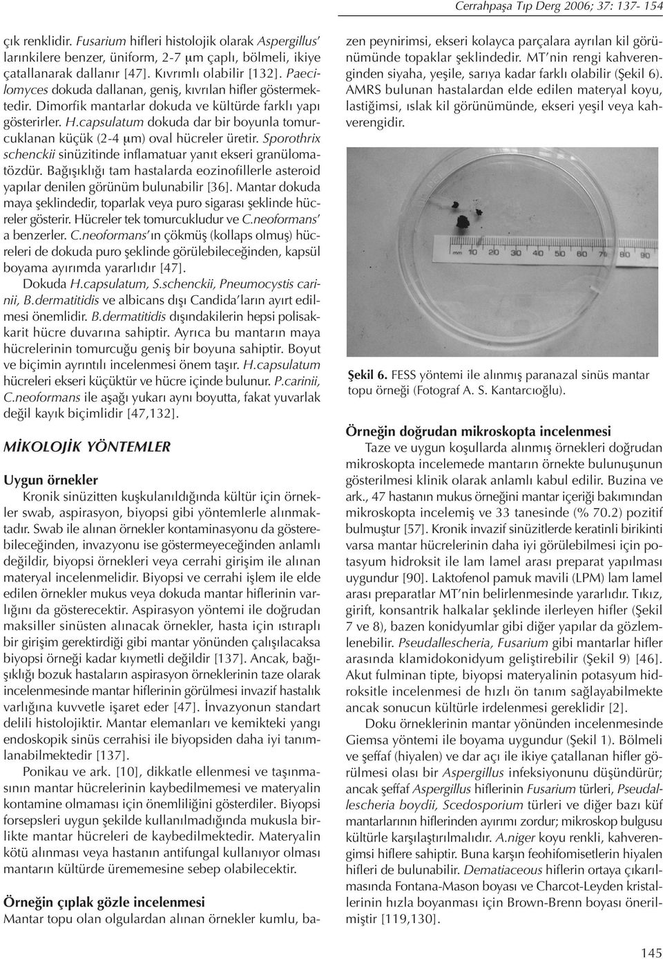 capsulatum dokuda dar bir boyunla tomurcuklanan küçük (2-4 μm) oval hücreler üretir. Sporothrix schenckii sinüzitinde inflamatuar yanıt ekseri granülomatözdür.