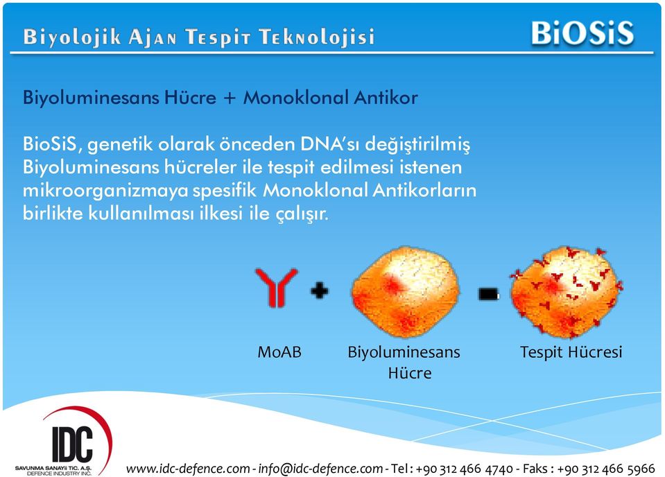 edilmesi istenen mikroorganizmaya spesifik Monoklonal Antikorların