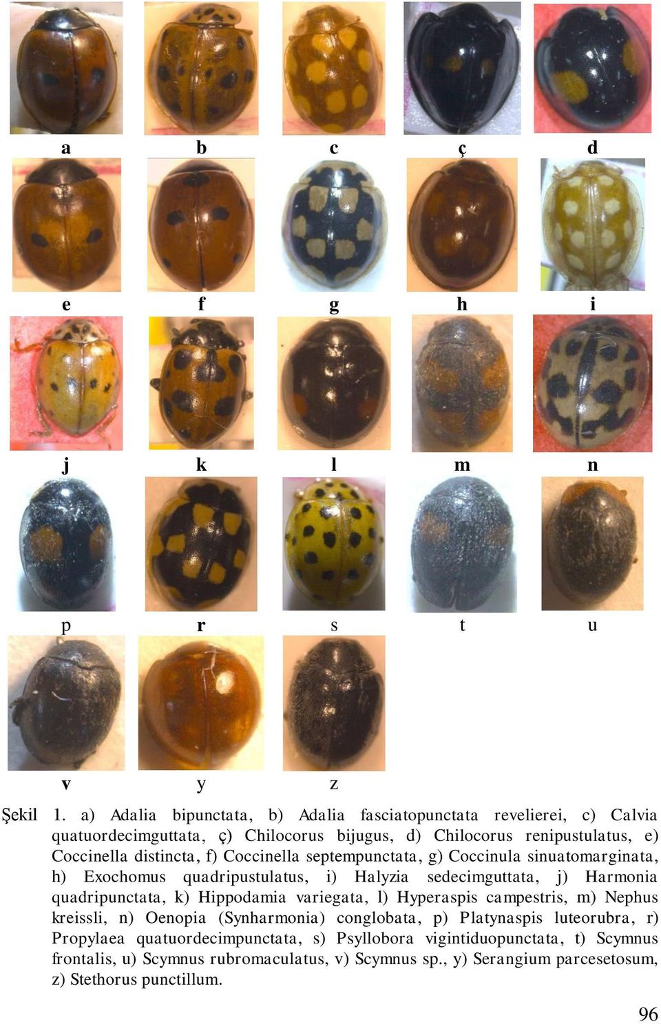 Coccinella septempunctata, g) Coccinula sinuatomarginata, h) Exochomus quadripustulatus, i) Halyzia sedecimguttata, j) Harmonia quadripunctata, k) Hippodamia variegata, l)