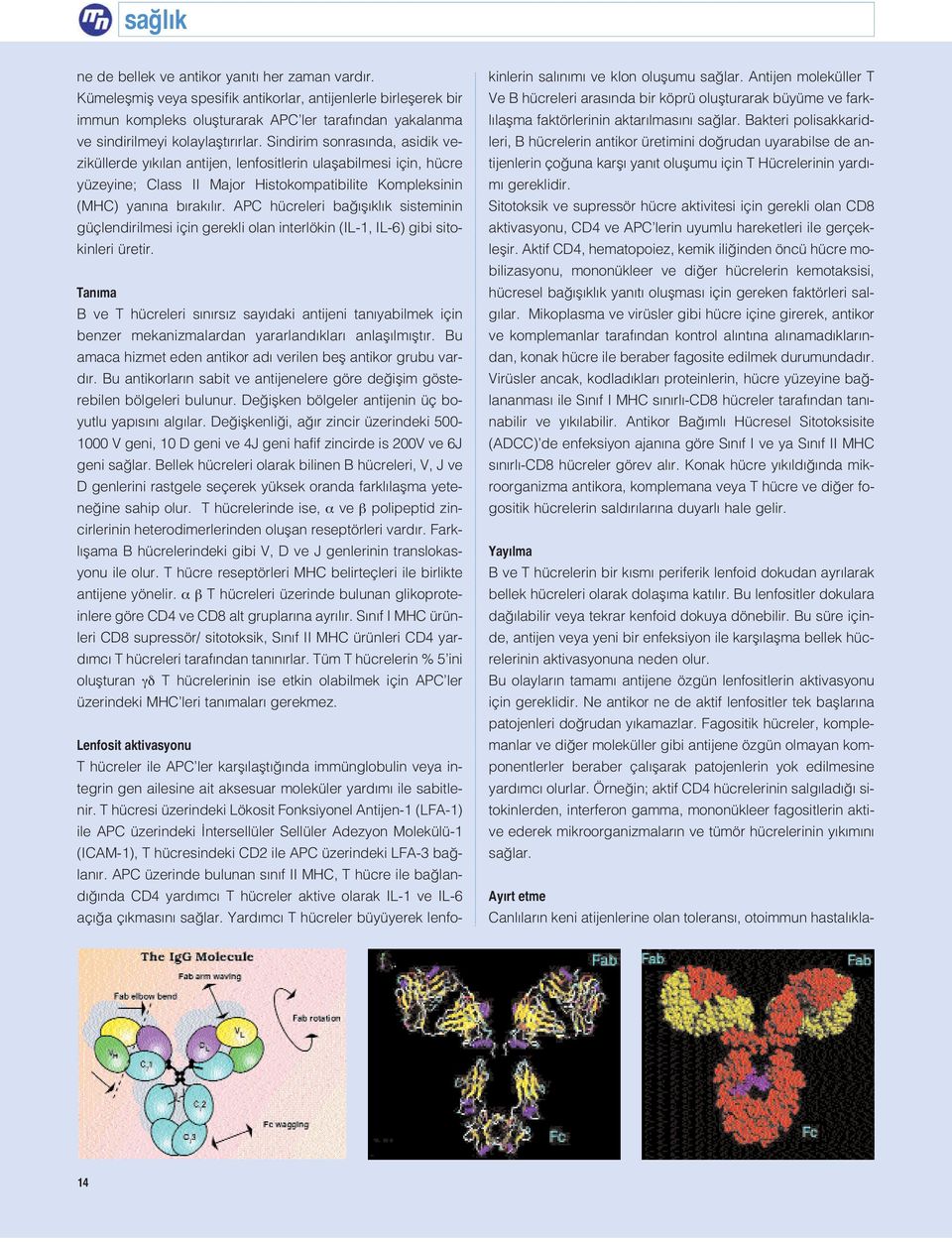 Sindirim sonras nda, asidik veziküllerde y k lan antijen, lenfositlerin ulaflabilmesi için, hücre yüzeyine; Class II Major Histokompatibilite Kompleksinin (MHC) yan na b rak l r.