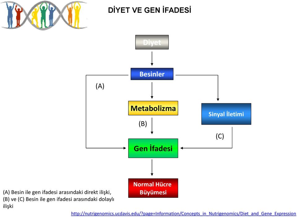 Büyümesi (B) ve (C) Besin ile gen ifadesi arasındaki dolaylı ilişki