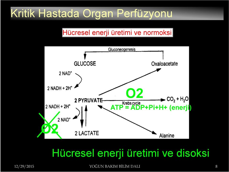 = ADP+Pi+H+ (enerji) O2 Hücresel enerji
