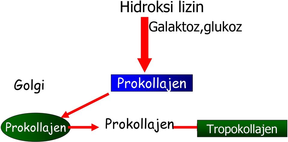 Prokollajen