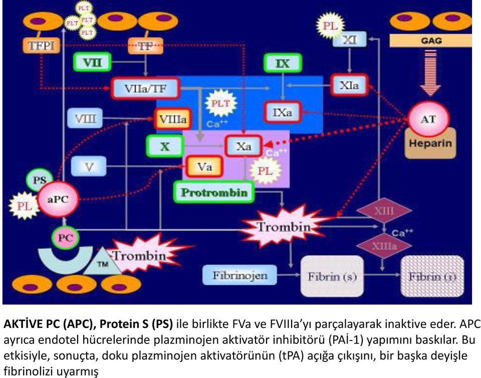 APC ayrıca endotel hücrelerinde plazminojen aktivatör inhibitörü (PAİ-1)