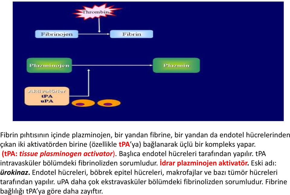 tpa intravasküler bölümdeki fibrinolizden sorumludur. İdrar plazminojen aktivatör. Eski adı: ürokinaz.