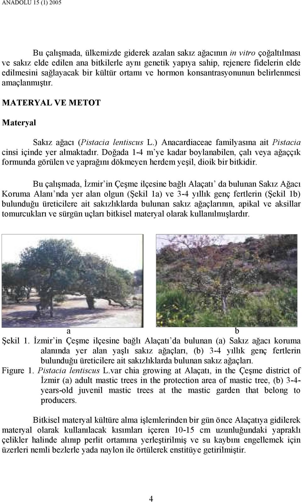 ) Anacardiaceae familyasına ait Pistacia cinsi içinde yer almaktadır. Doğada 1-4 m ye kadar boylanabilen, çalı veya ağaççık formunda görülen ve yaprağını dökmeyen herdem yeşil, dioik bir bitkidir.