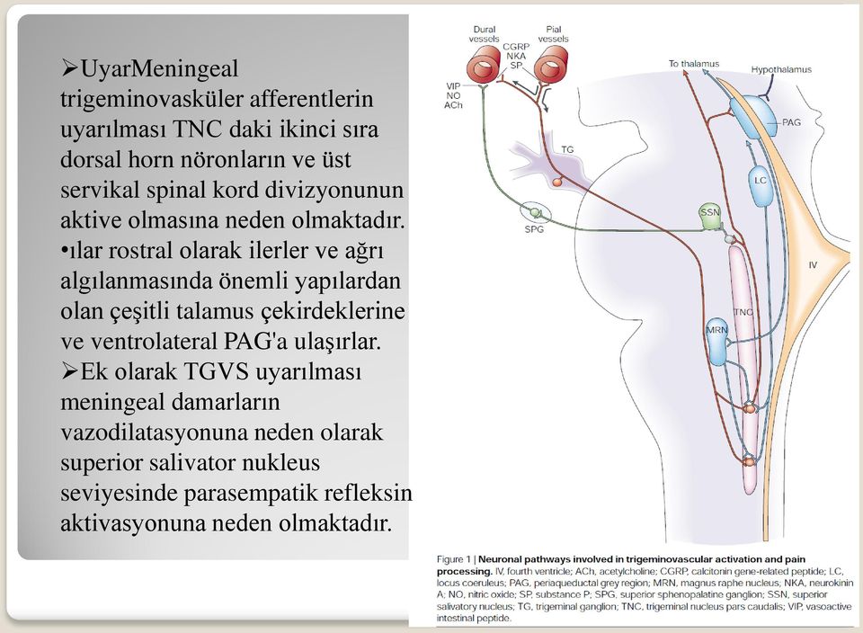 ılar rostral olarak ilerler ve ağrı algılanmasında önemli yapılardan olan çeşitli talamus çekirdeklerine ve ventrolateral