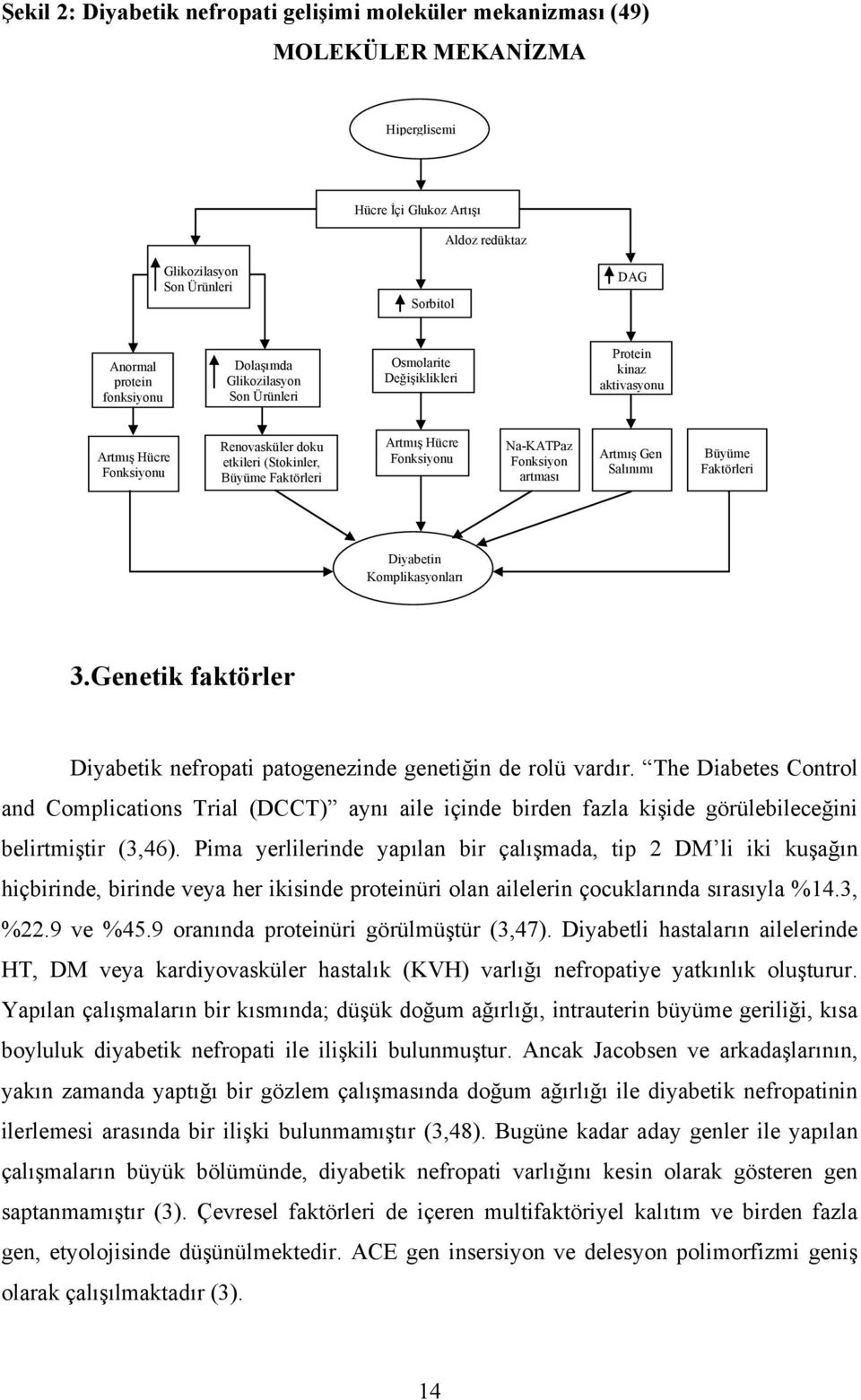 Fonksiyonu Na-KATPaz Fonksiyon artması Artmış Gen Salınımı Büyüme Faktörleri Diyabetin Komplikasyonları 3.Genetik faktörler Diyabetik nefropati patogenezinde genetiğin de rolü vardır.