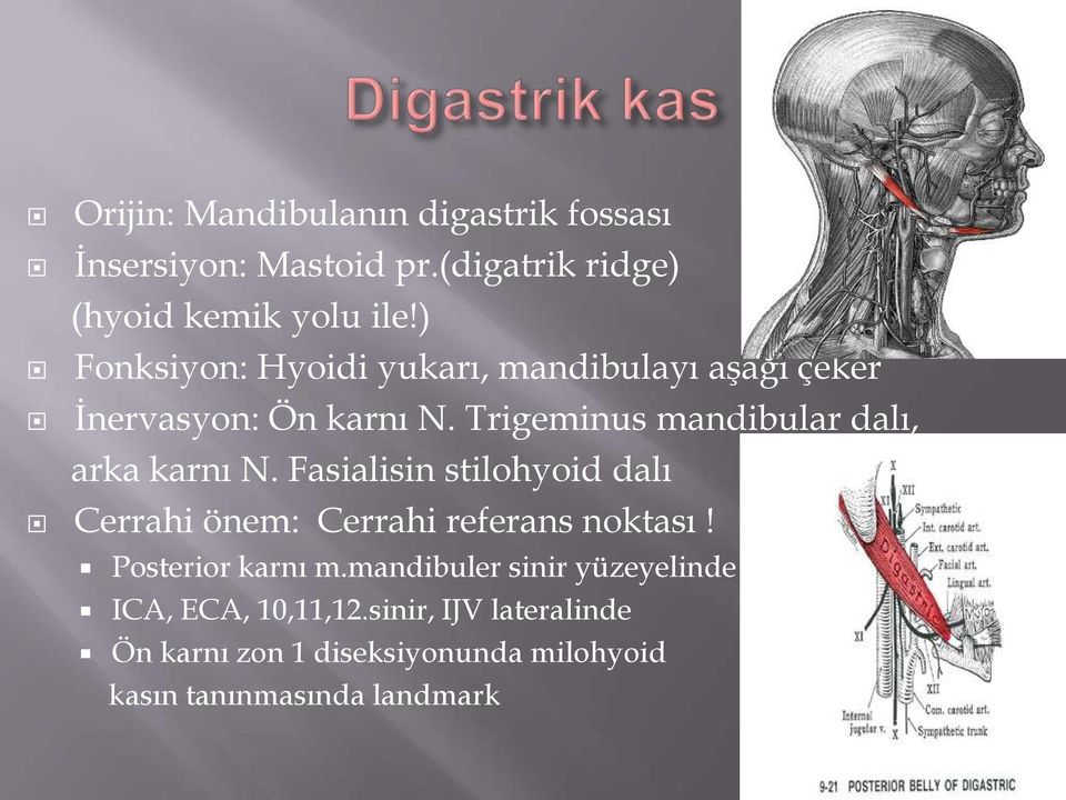 Trigeminus mandibular dalı, arka karnı N. Fasialisin stilohyoid dalı Cerrahi önem: Cerrahi referans noktası!