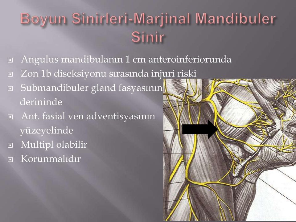 Submandibuler gland fasyasının derininde Ant.