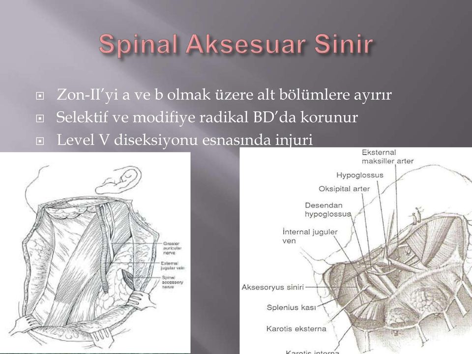 modifiye radikal BD da korunur