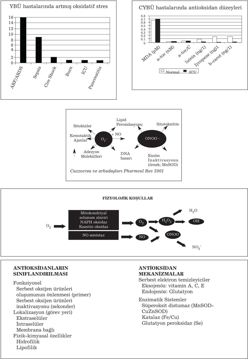 _ + NO ONOO _ Adezyon Molekülleri DNA hasarı Enzim İnaktivasyonu (örnek; MnSOD) Cuzzocrea ve arkadaşları Pharmcol Rev 1 FİZYOLOJİK KOŞULLAR O Mitokondriyal solunum zinciri NAPH oksidaz Ksantin