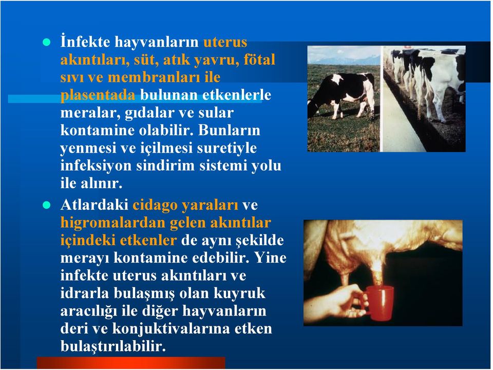 Atlardaki cidago yaraları ve higromalardan gelen akıntılar içindeki etkenler de aynı şekilde merayı kontamine edebilir.