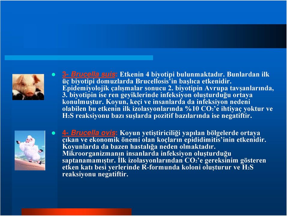 Koyun, keçi ve insanlarda da infeksiyon nedeni olabilen bu etkenin ilk izolasyonlarında %10 CO2 e ihtiyaç yoktur ve H2S reaksiyonu bazı suşlarda pozitif bazılarında ise negatiftir.