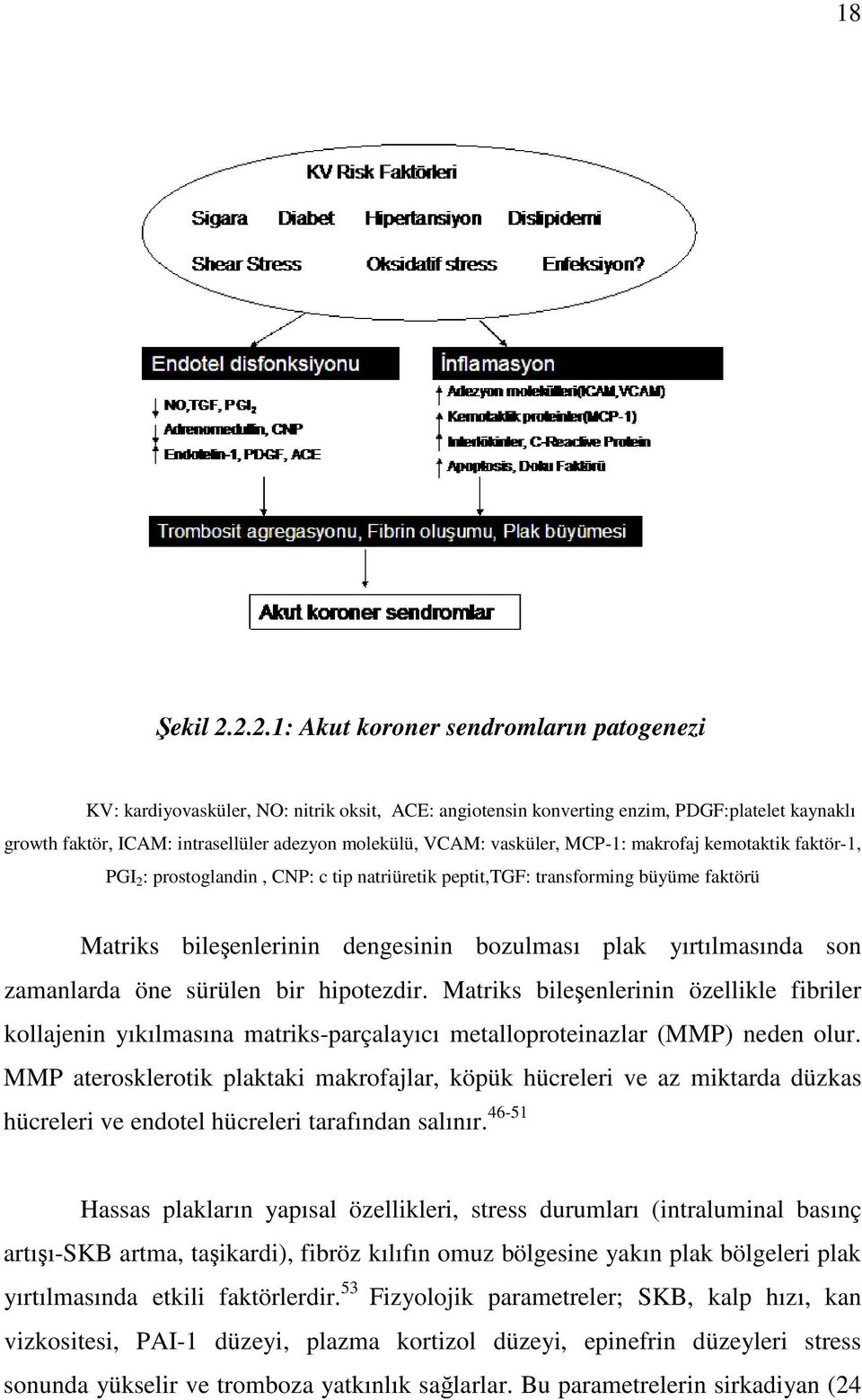 vasküler, MCP-1: makrofaj kemotaktik faktör-1, PGI 2 : prostoglandin, CNP: c tip natriüretik peptit,tgf: transforming büyüme faktörü Matriks bileenlerinin dengesinin bozulması plak yırtılmasında son