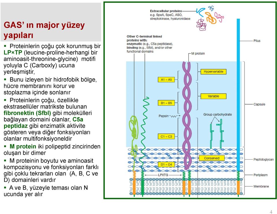 molekülleri bağlayan domaini olanlar, C5a peptidaz gibi enzimatik aktivite gösteren veya diğer fonksiyonları olanlar multifonksiyoneldir M protein iki polipeptid zincirinden