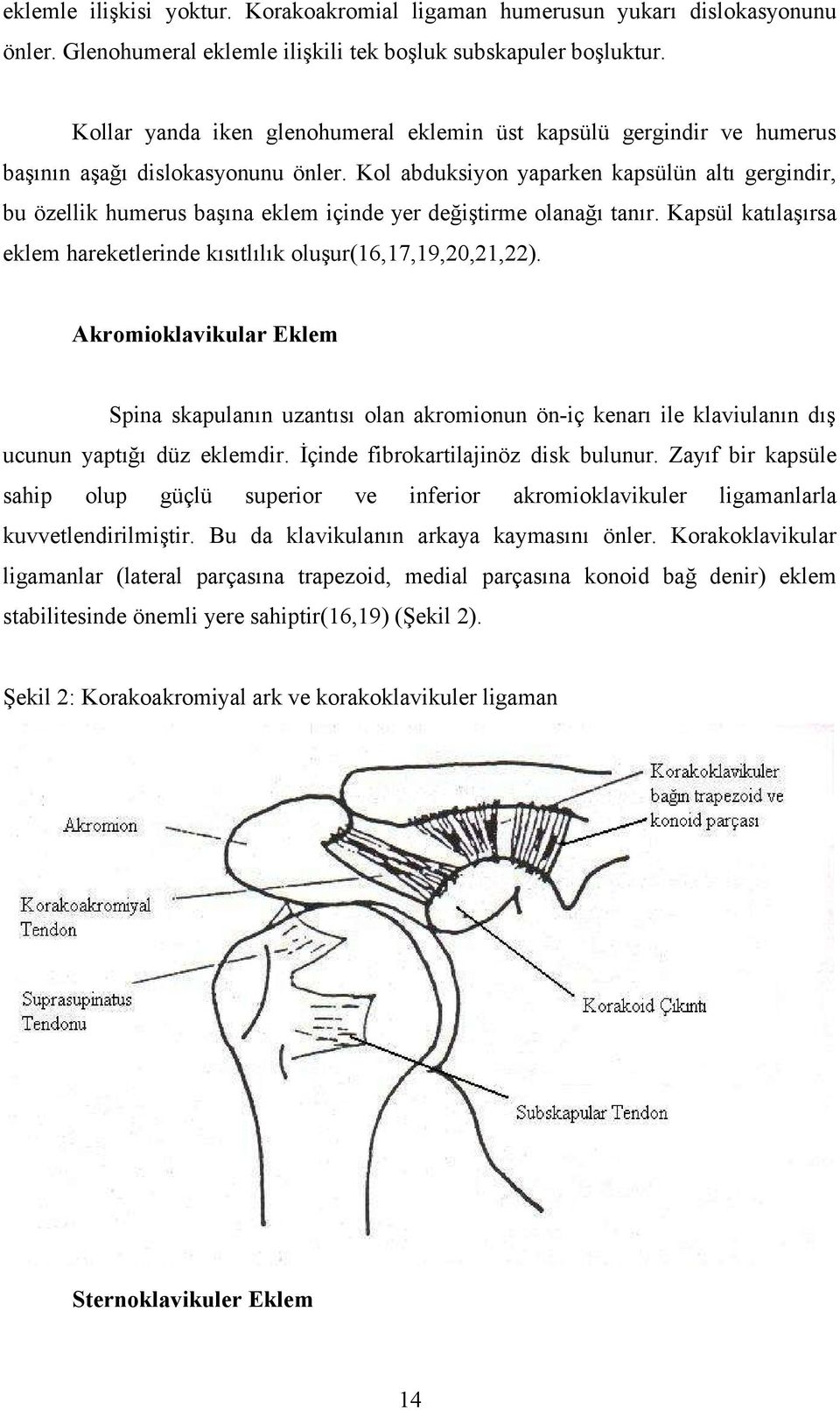 Kol abduksiyon yaparken kapsülün altı gergindir, bu özellik humerus başına eklem içinde yer değiştirme olanağı tanır. Kapsül katılaşırsa eklem hareketlerinde kısıtlılık oluşur(16,17,19,20,21,22).