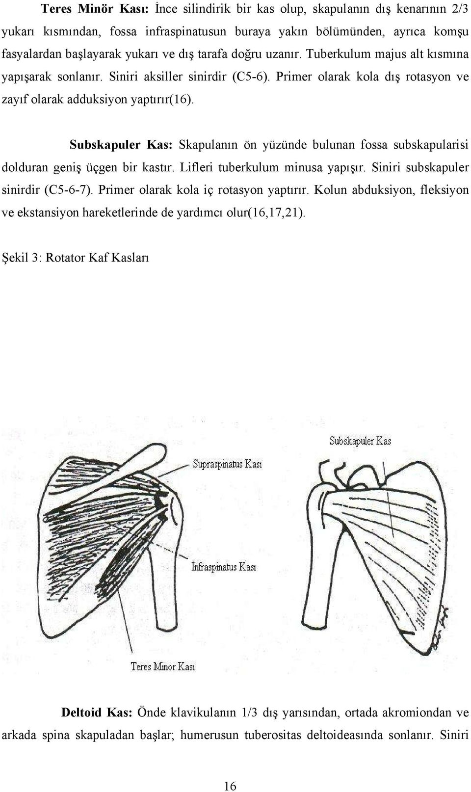 Subskapuler Kas: Skapulanın ön yüzünde bulunan fossa subskapularisi dolduran geniş üçgen bir kastır. Lifleri tuberkulum minusa yapışır. Siniri subskapuler sinirdir (C5-6-7).