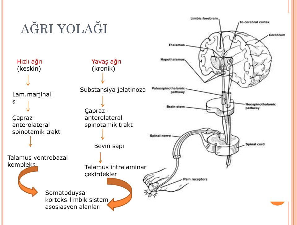 Çaprazanterolateral spinotamik trakt Beyin sapı Talamus ventrobazal