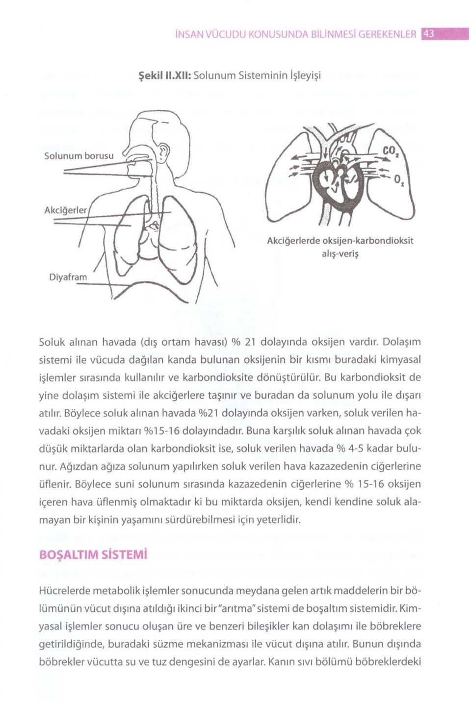 Bu karbondioksit de yine dolaşım sistemi ile akciğerlere taşınır ve buradan da solunum yolu ile dışarı atılır.