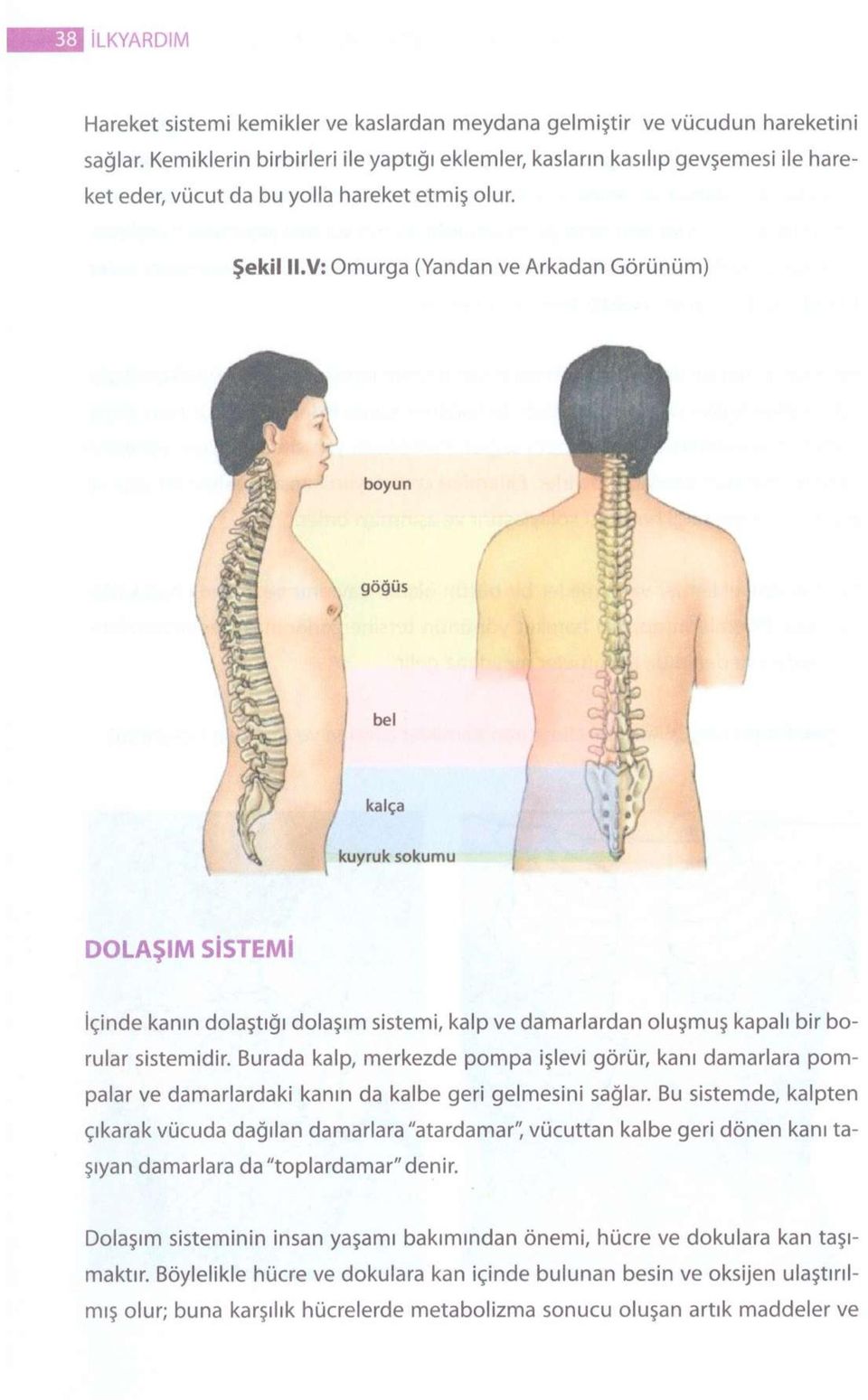 V: Omurga (Yandan ve Arkadan Görünüm) DOLAŞIM SİSTEMİ İçinde kanın dolaştığı dolaşım sistemi, kalp ve damarlardan oluşmuş kapalı bir borular sistemidir.