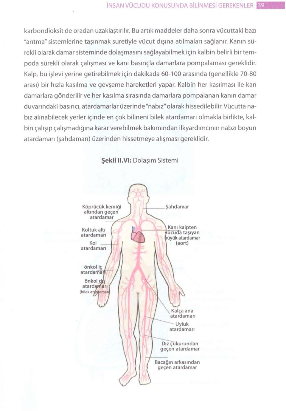 Kanın sürekli olarak damar sisteminde dolaşmasını sağlayabilmek için kalbin belirli bir tempoda sürekli olarak çalışması ve kanı basınçla damarlara pompalaması gereklidir.