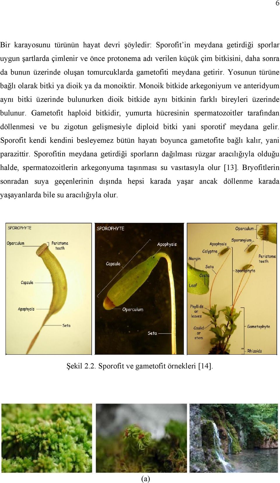 Monoik bitkide arkegoniyum ve anteridyum aynı bitki üzerinde bulunurken dioik bitkide aynı bitkinin farklı bireyleri üzerinde bulunur.