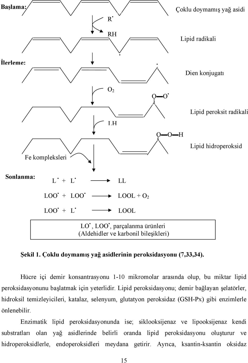 Hücre içi demir konsantrasyonu 1-10 mikromolar arasında olup, bu miktar lipid peroksidasyonunu başlatmak için yeterlidir.