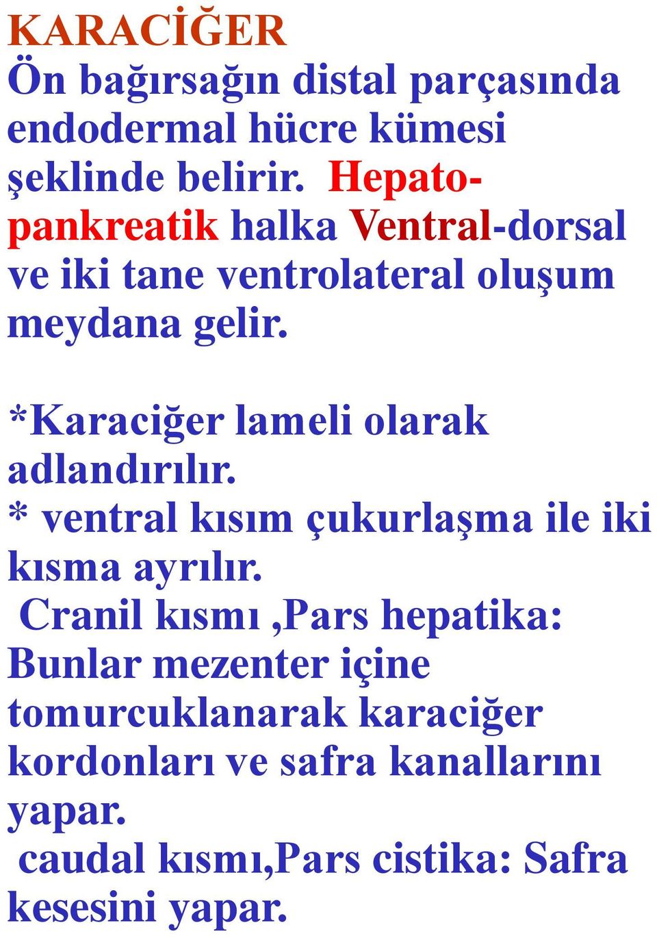 *Karaciğer lameli olarak adlandırılır. * ventral kısım çukurlaşma ile iki kısma ayrılır.