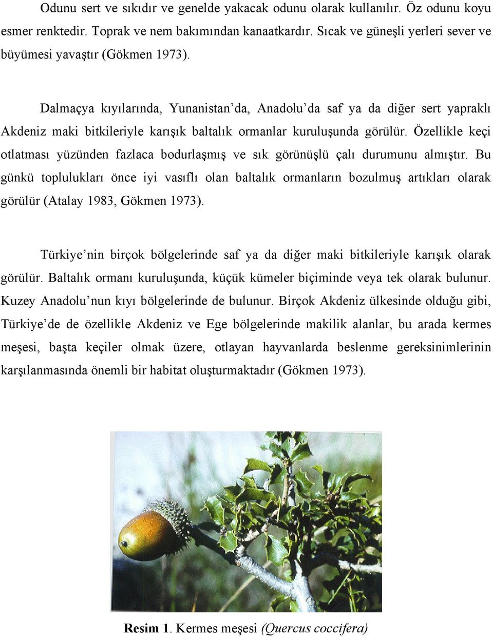 Dalmaçya kıyılarında, Yunanistan da, Anadolu da saf ya da diğer sert yapraklı Akdeniz maki bitkileriyle karışık baltalık ormanlar kuruluşunda görülür.