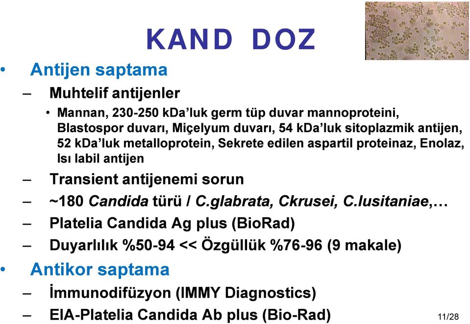 Transient antijenemi sorun ~180 Candida türü / C.glabrata, Ckrusei, C.